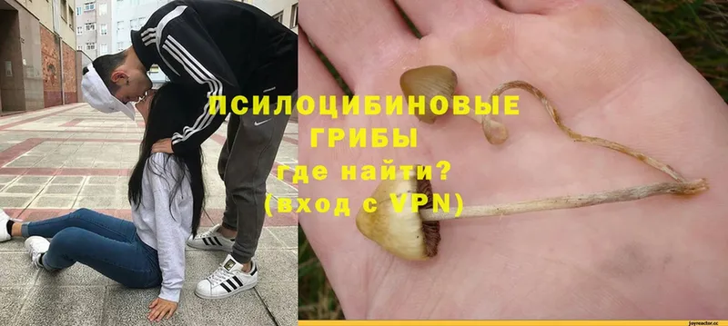 Псилоцибиновые грибы MAGIC MUSHROOMS  KRAKEN ССЫЛКА  Вилючинск 